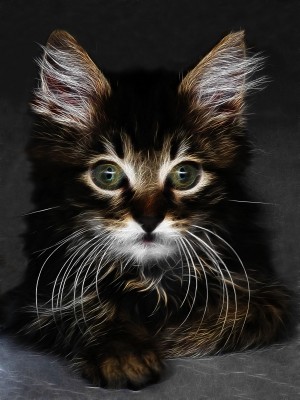 CUTE KITTEN_OSG